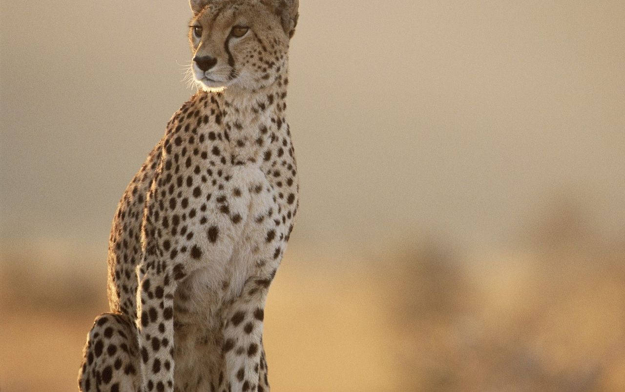 Fearless Female Cheetah Background