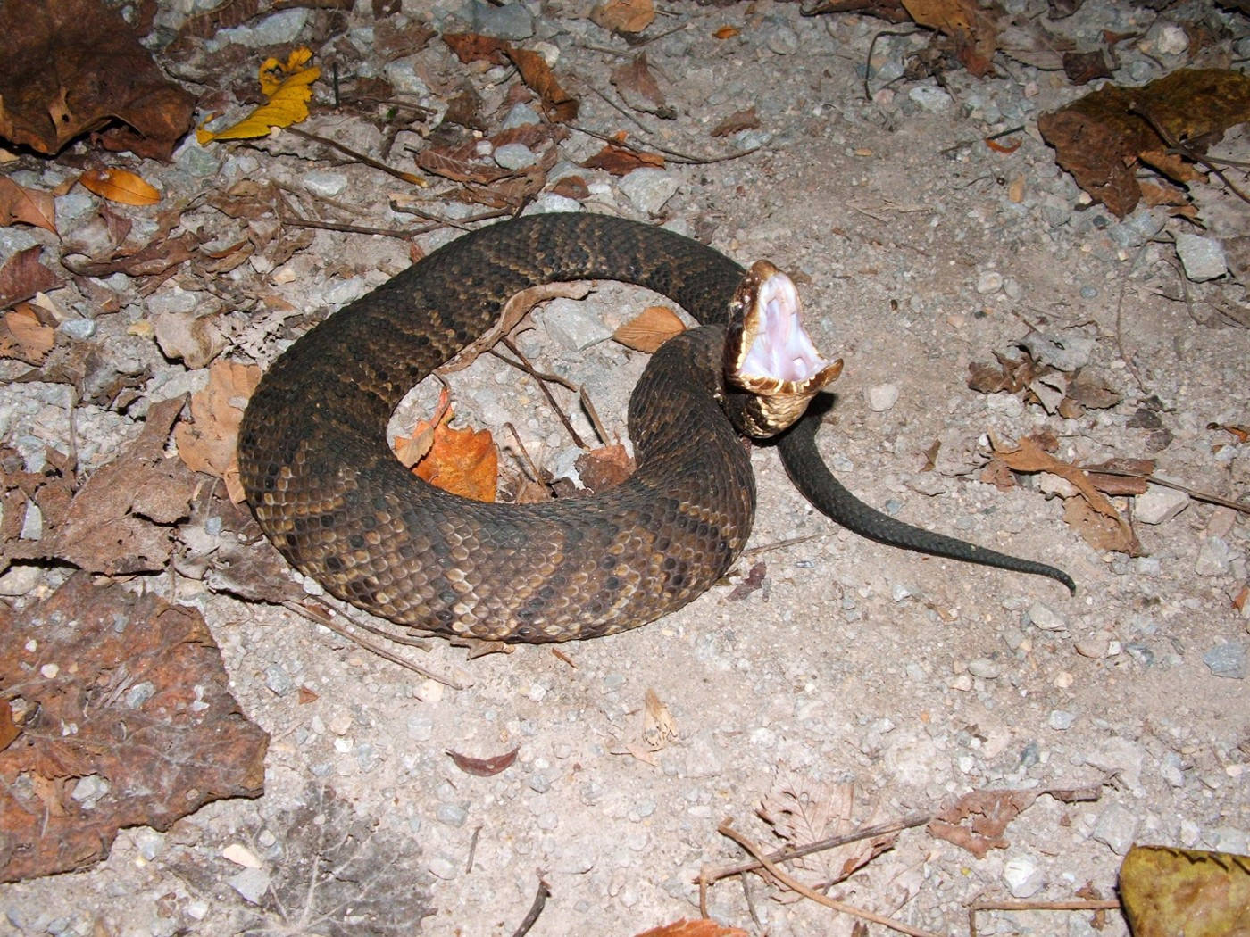 Fearsome Cottonmouth On A Dry Land