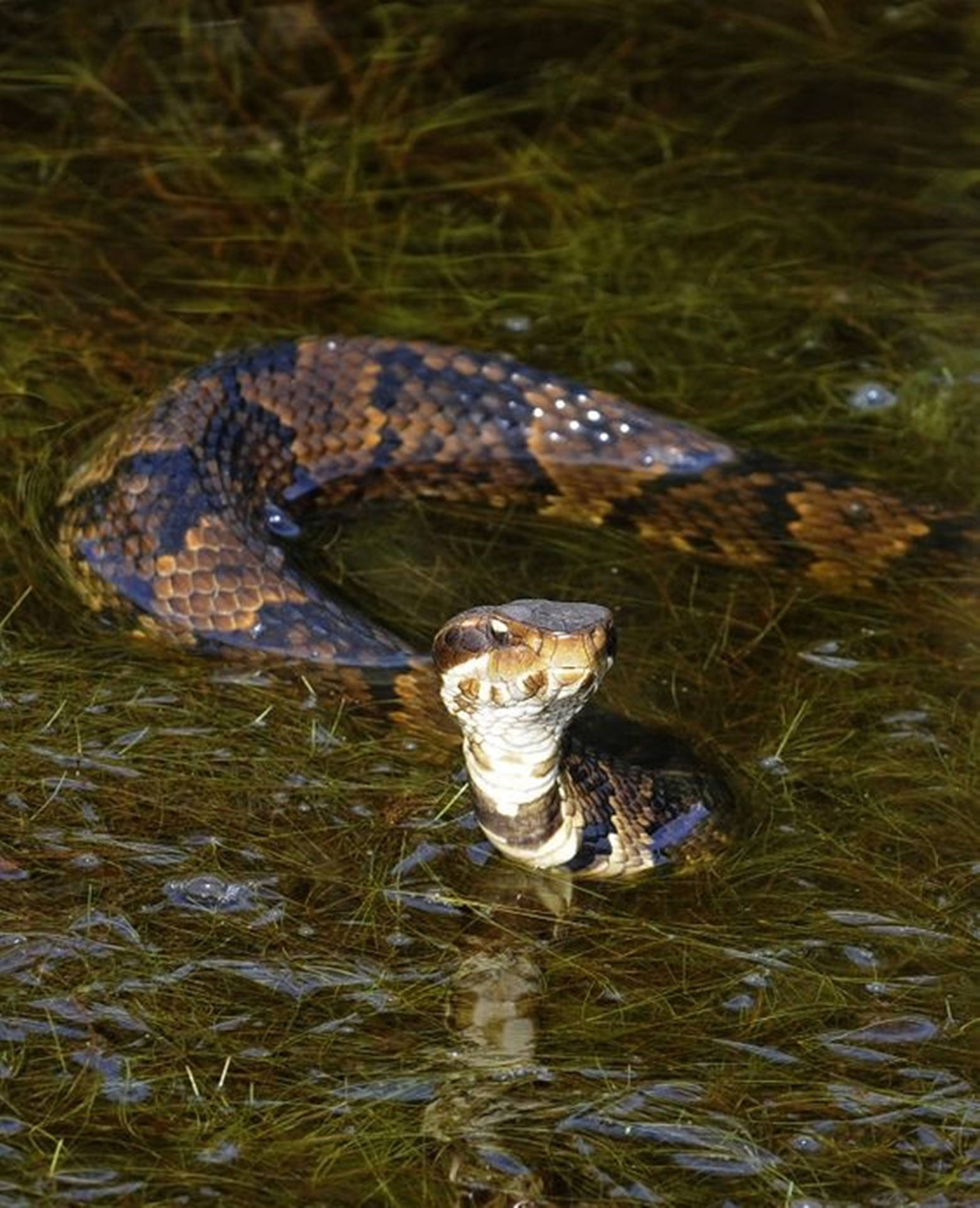 Fearsome Cottonmouth On Shallow Swamp