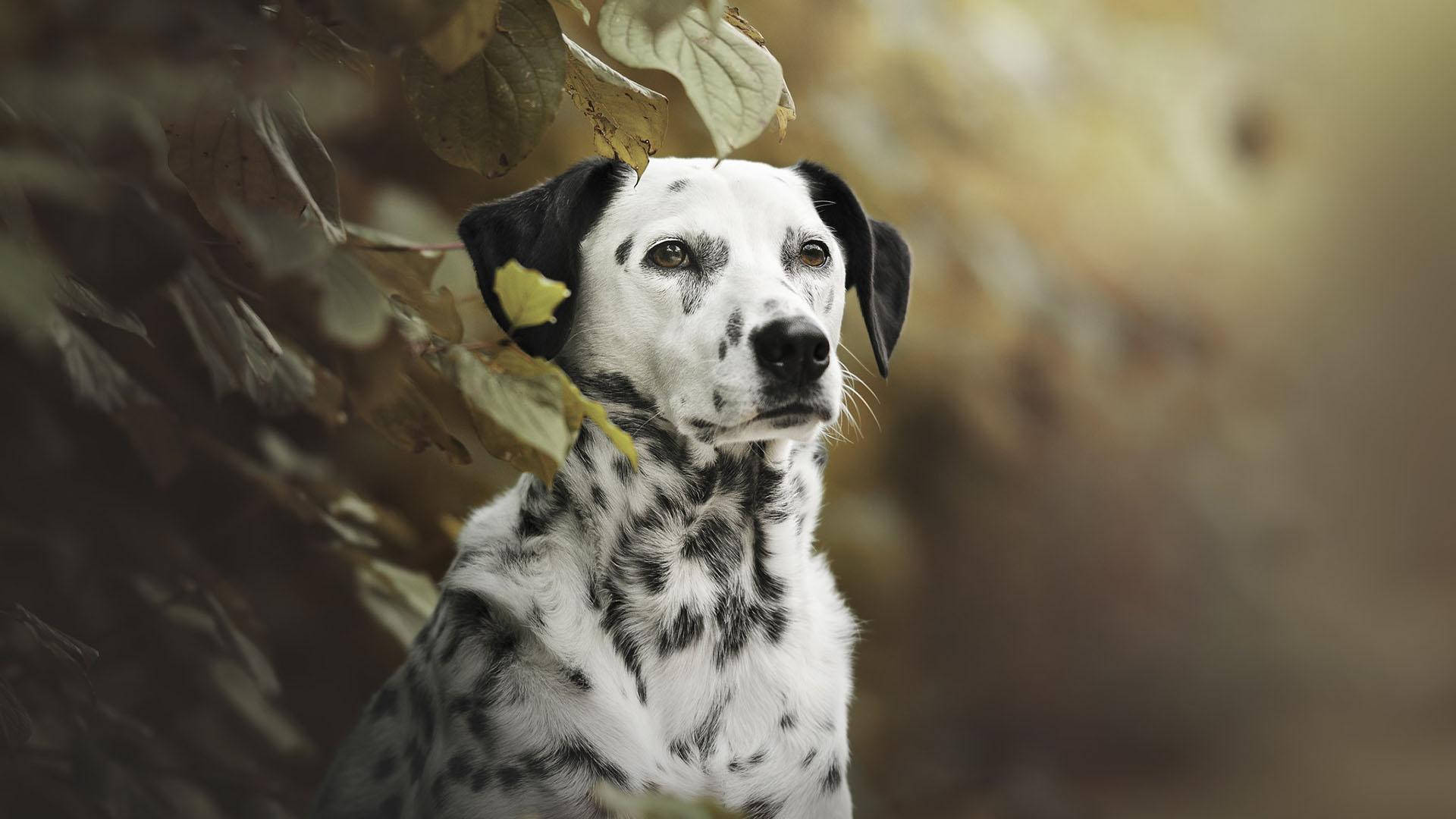 Fearsome Dalmatian Dog Background