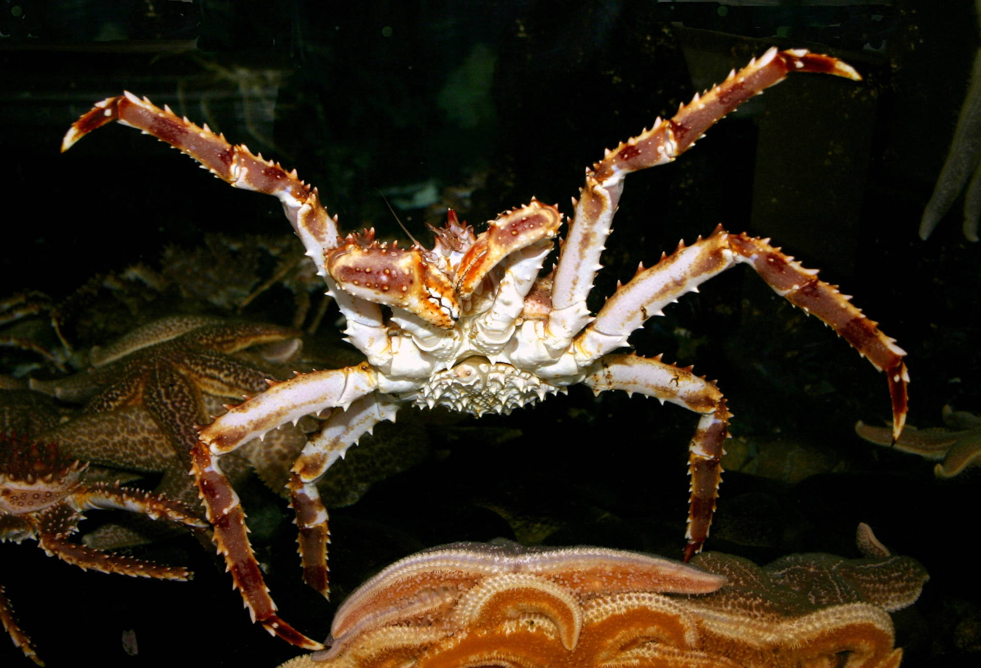 Fearsome King Crab Stolen Shot Background