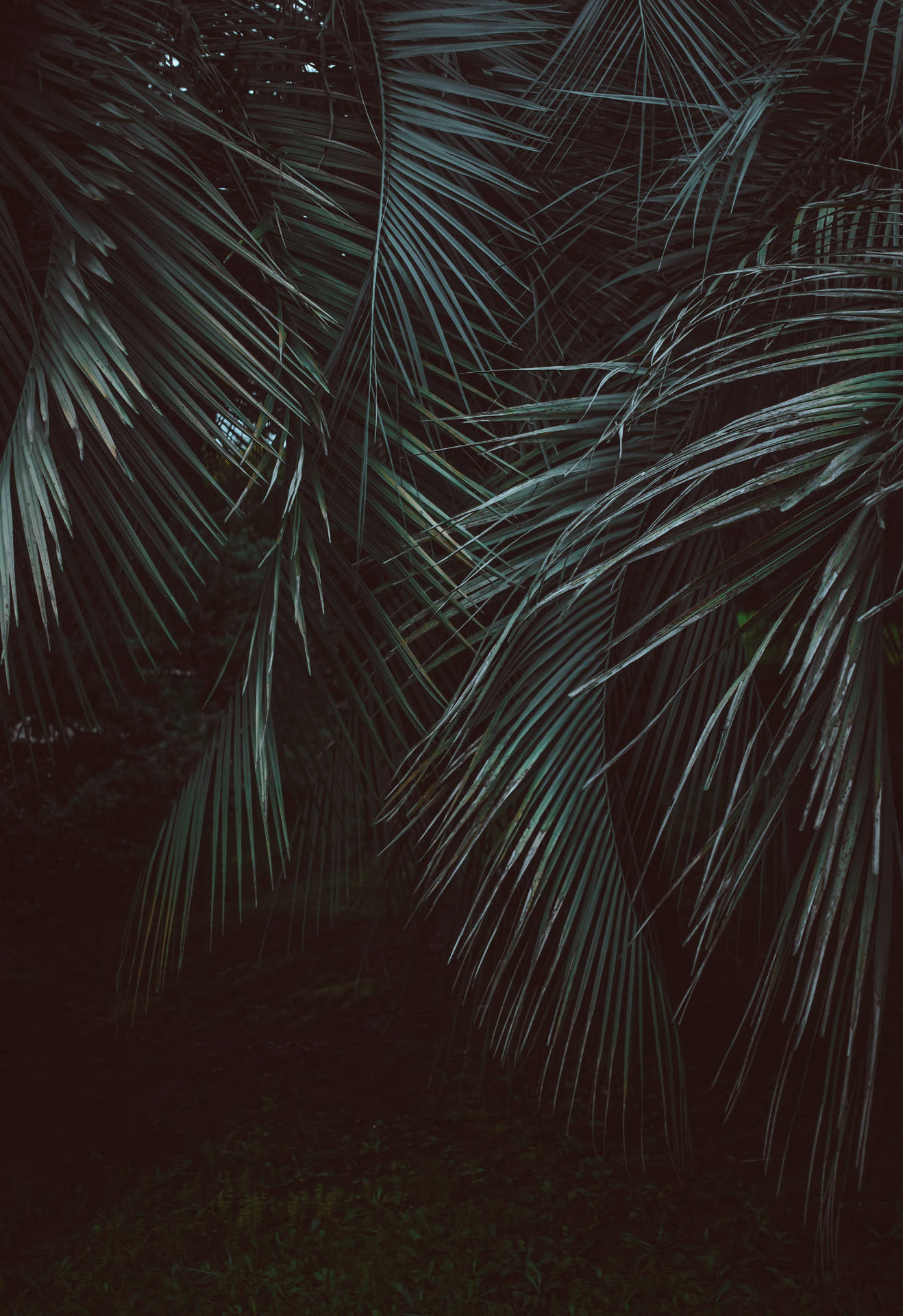 Feather-leaved Palms Jungle Background