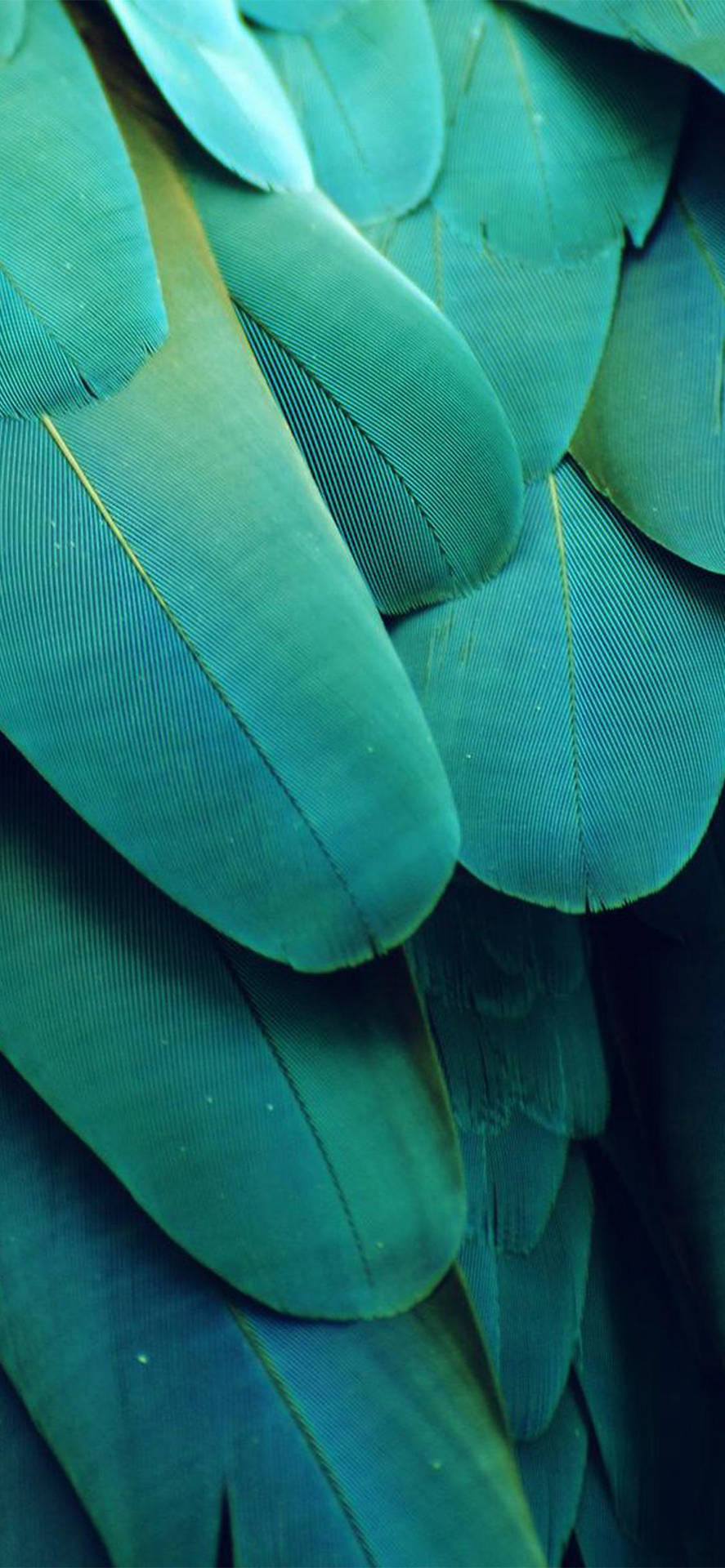 Feather Macro Photography Aesthetic Teal Background