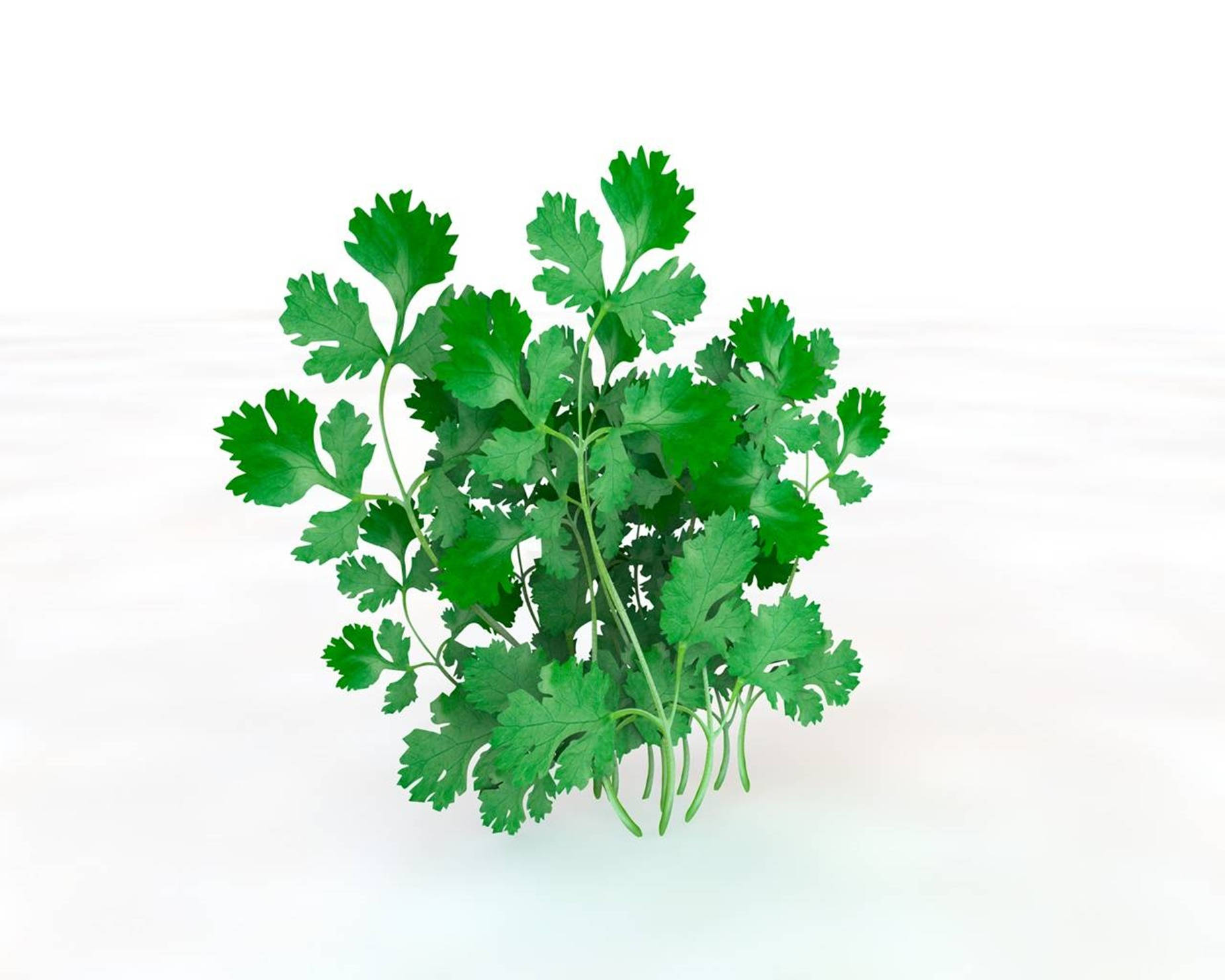 Feathery Coriander Herbs On White Background Background