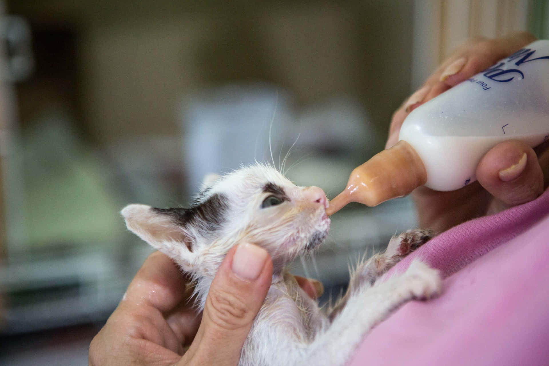 Feeding An Emaciated Kitten