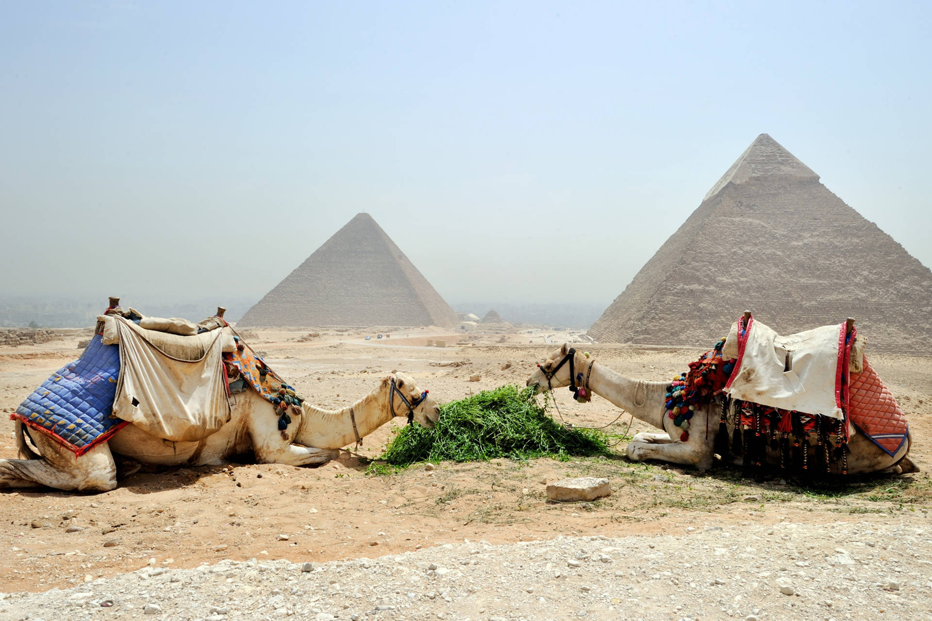 Feeding Camels Egypt Background