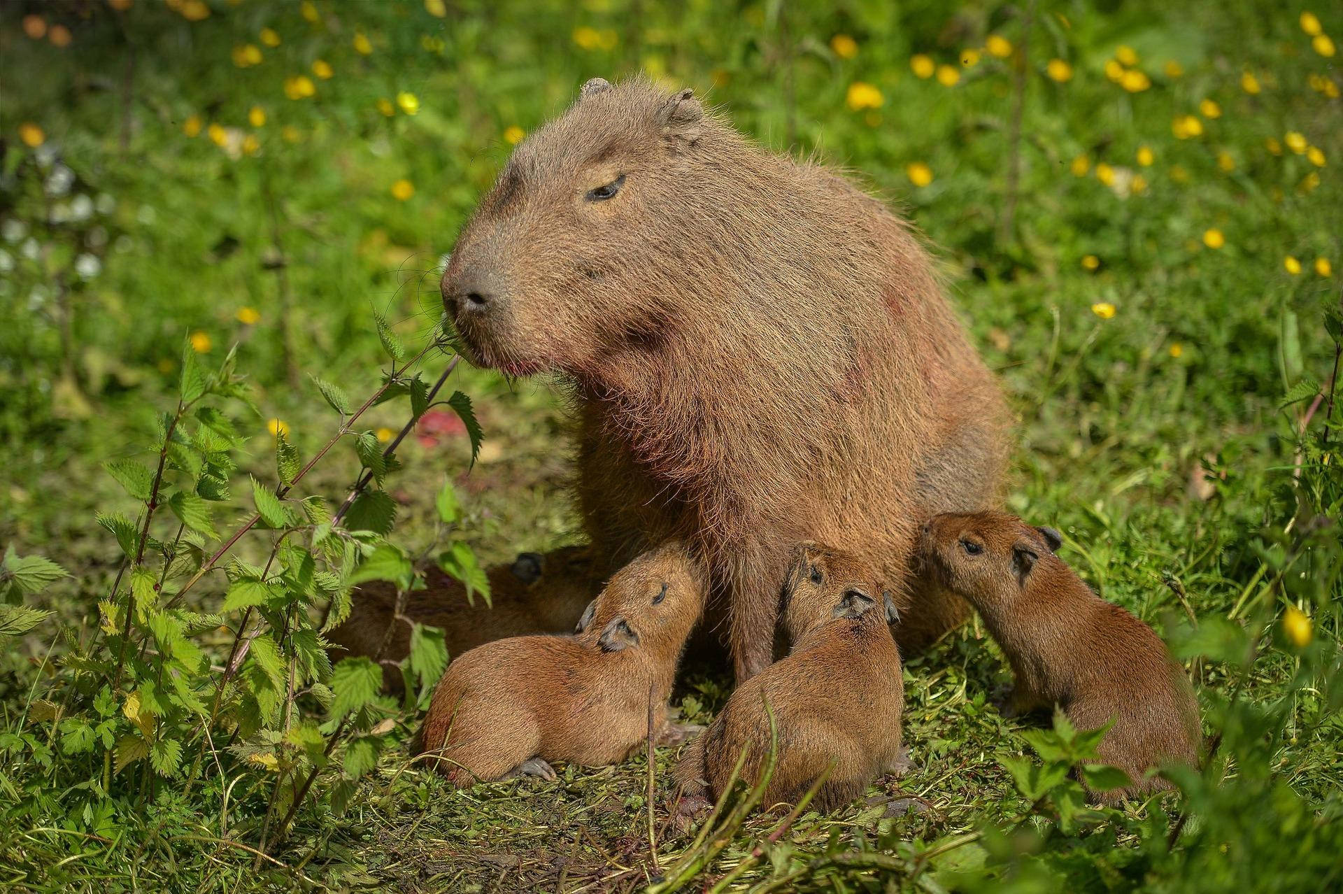 Feeding Capybara Pups Background