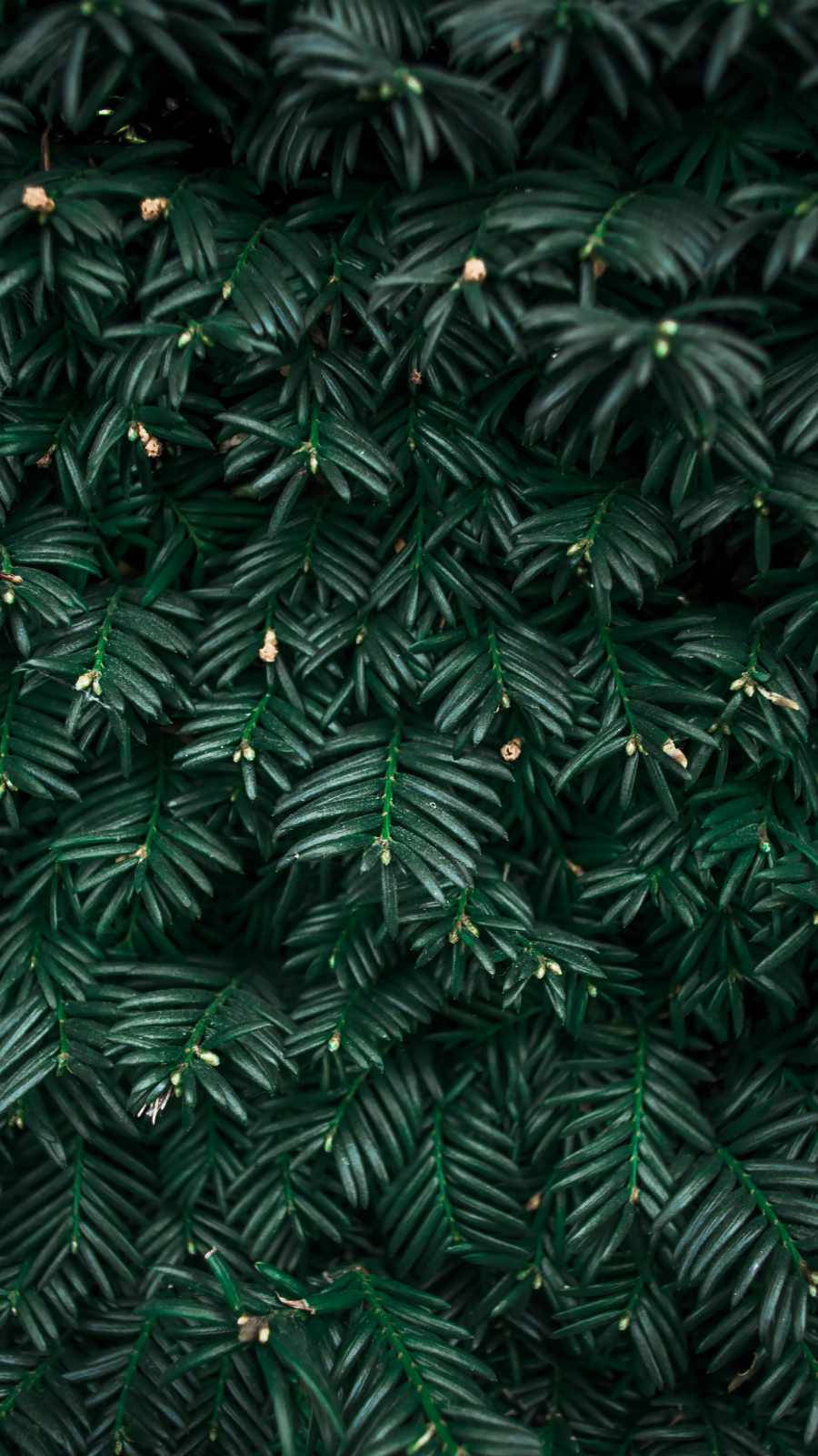 Feel Connected To Nature With A Plant Iphone Background