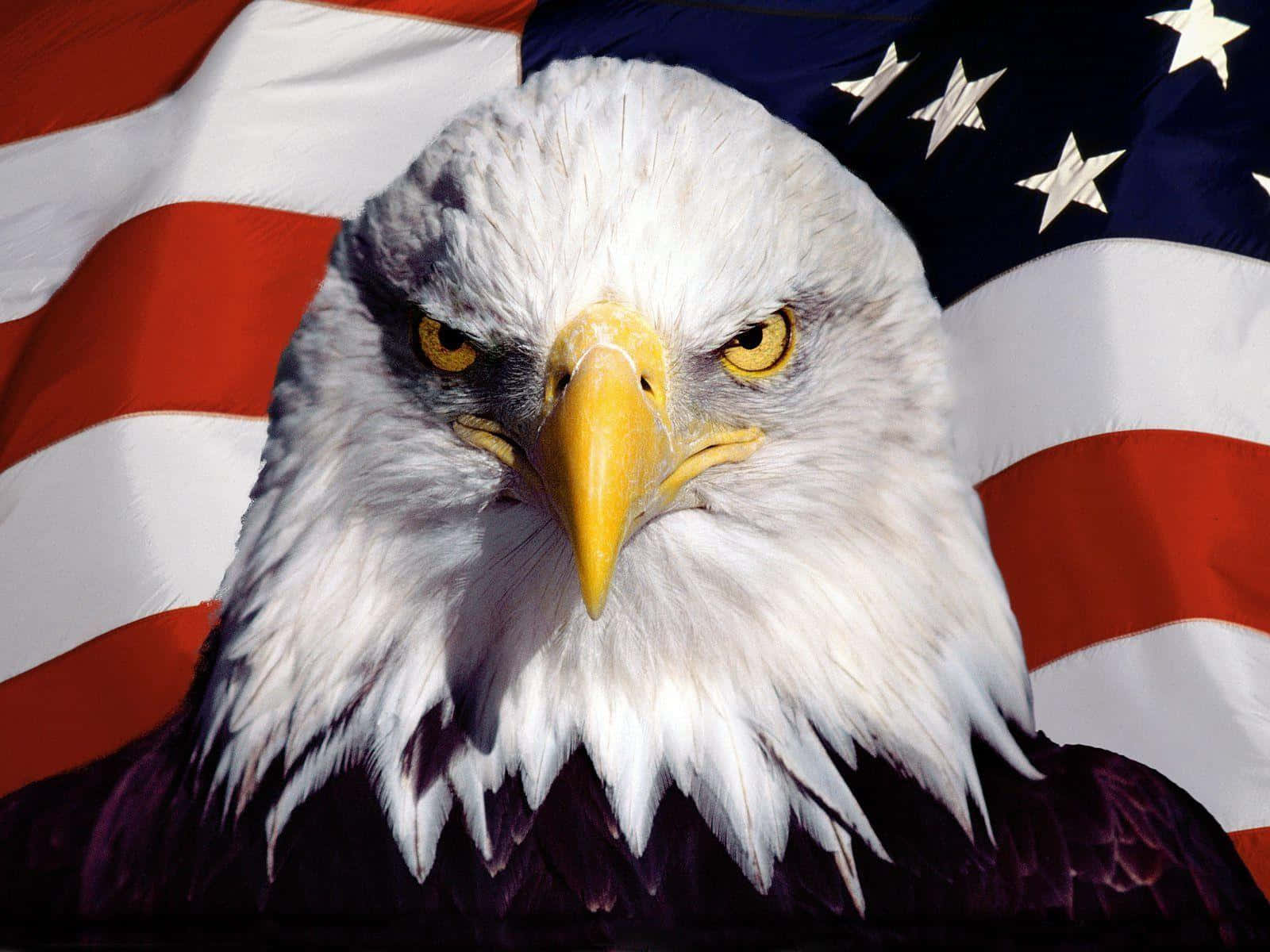 Feel Freedom In American Eagle Apparel Background