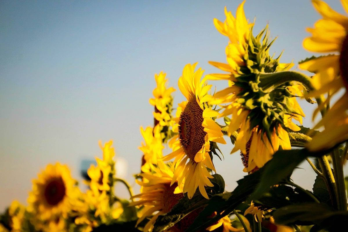 Feel Romance In The Air - Sunflowers And Roses Background