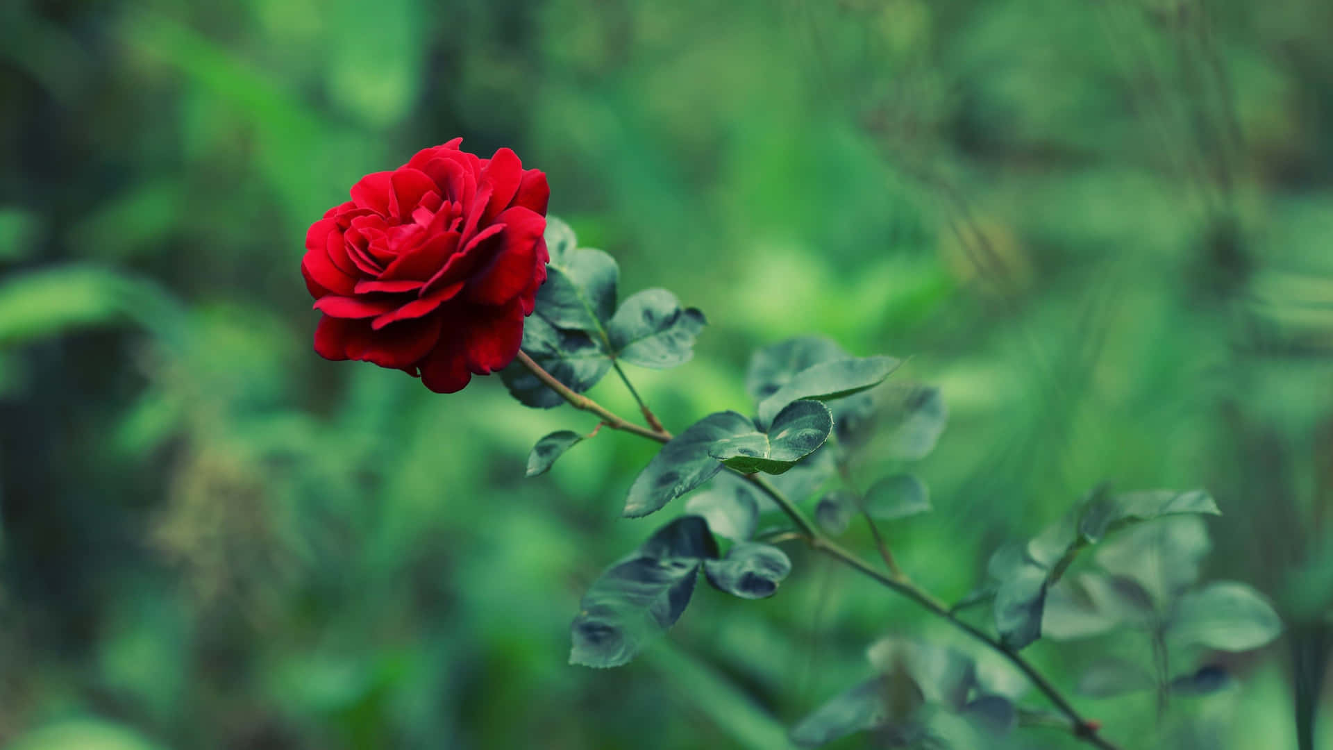 Feel The Beauty Of Nature With This Magnificent Cool Rose! Background