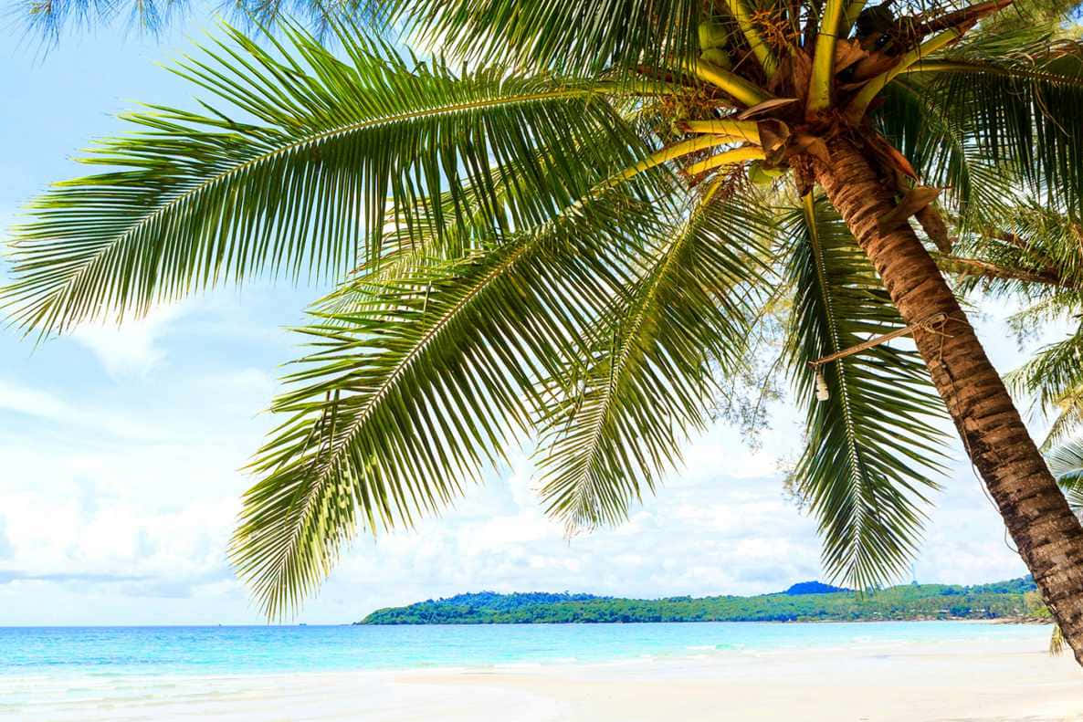 Feel The Bliss Of A Beautiful Summer Background