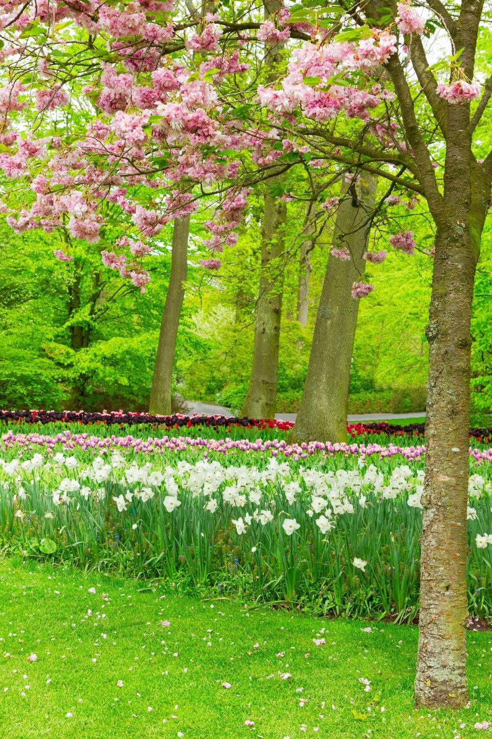 Feel The Blooming Of A Lush Spring Background