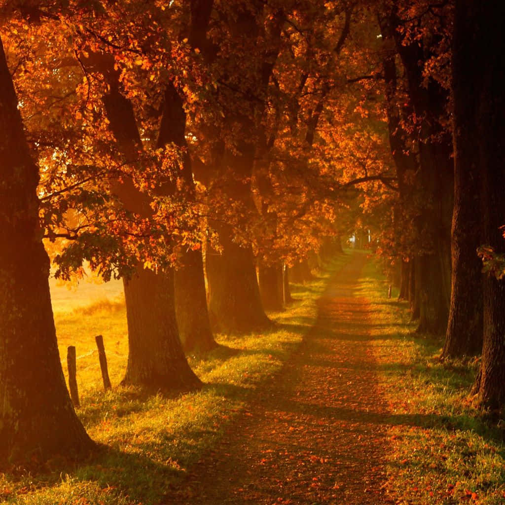 Feel The Breeze Of Autumn With A New Ipad Background