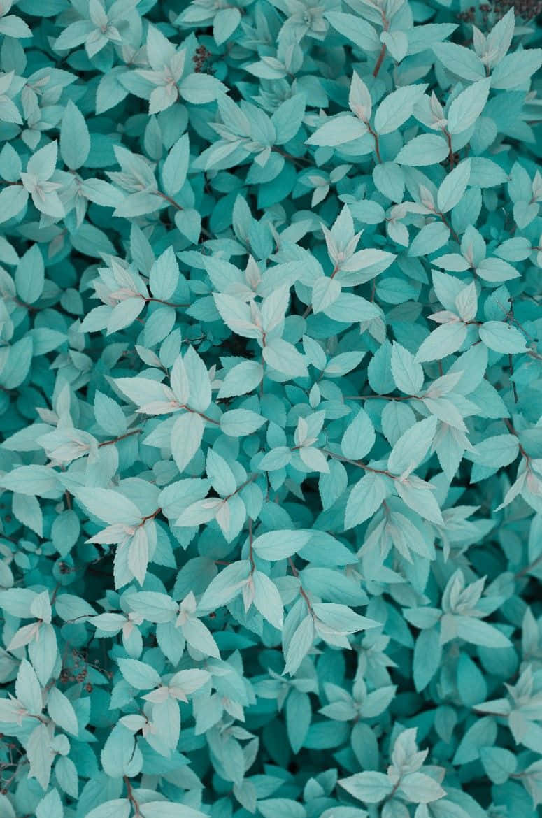 Feel The Calming Power Of Tranquil Turquoise. Background