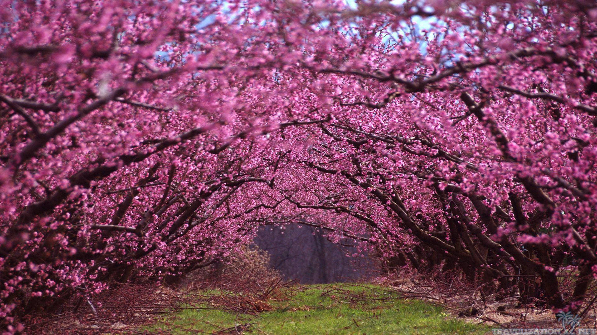 Feel The Energy Of Spring Everywhere Around You Background