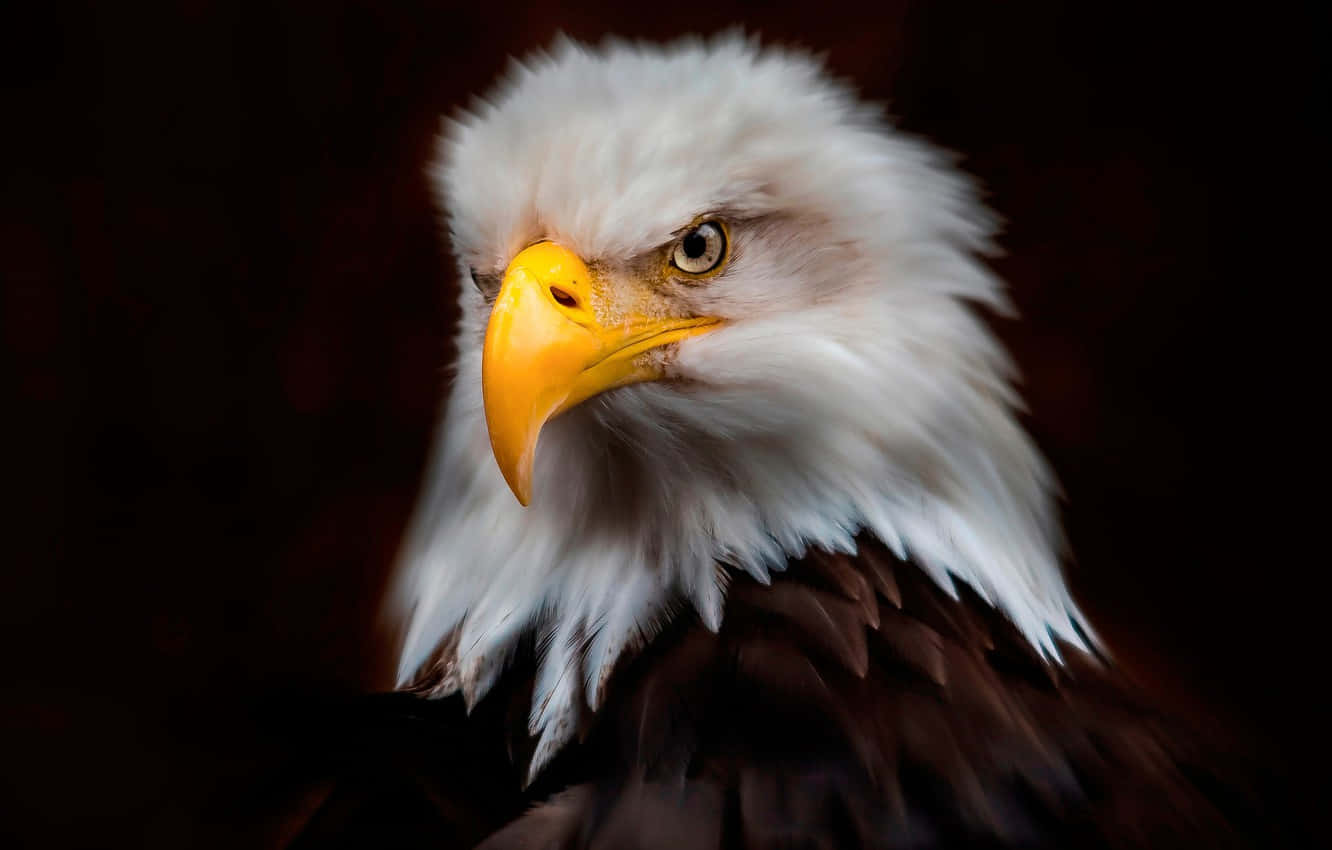 Feel The Freedom Of American Eagle Background
