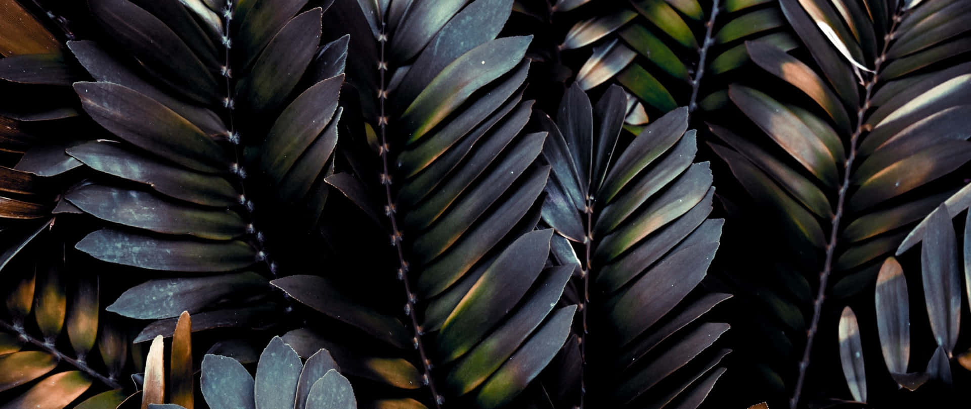 Feel The Freshness Of Tropical Leaves On Your Desktop Background