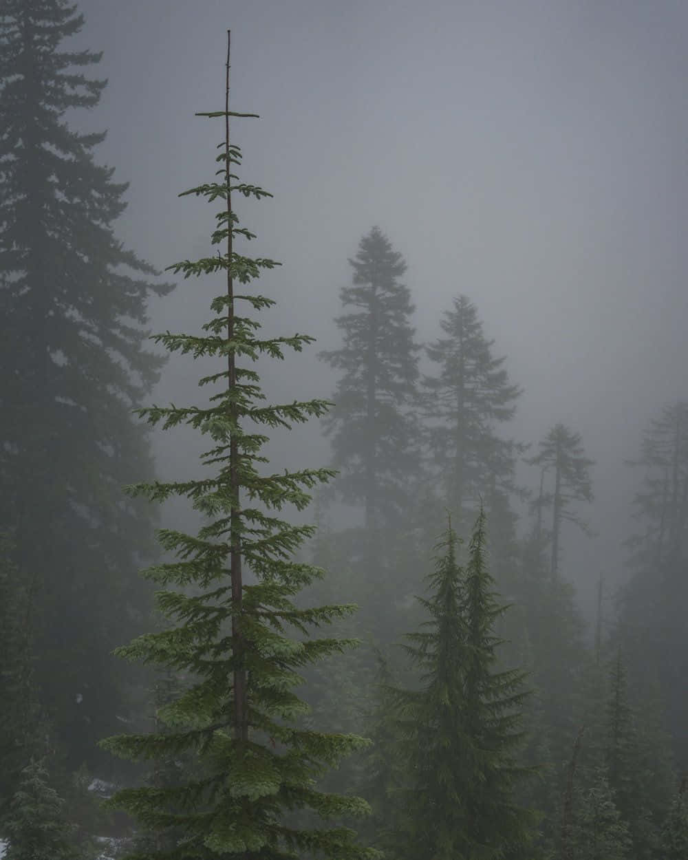 Feel The Inspiration Of Nature With Tree Phone Background