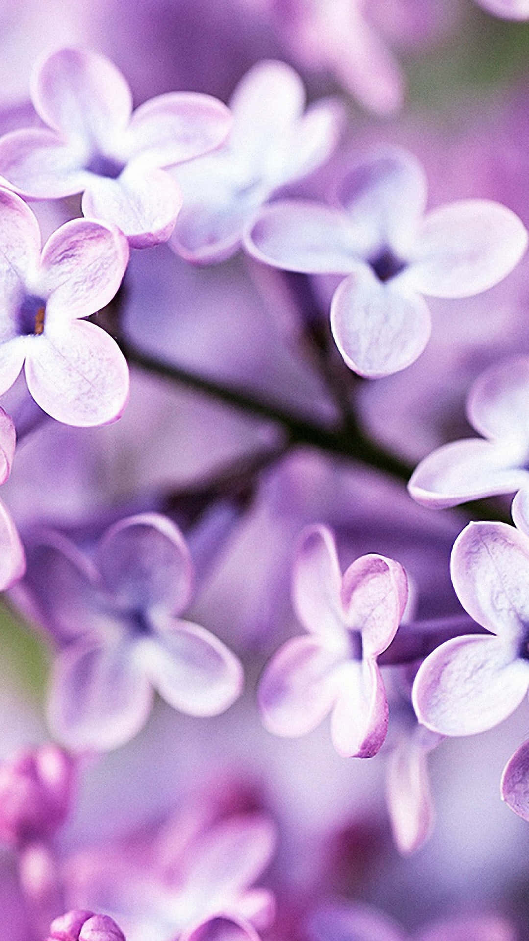 Feel The Joy Of Spring With This Cute Iphone Wallpaper! Background