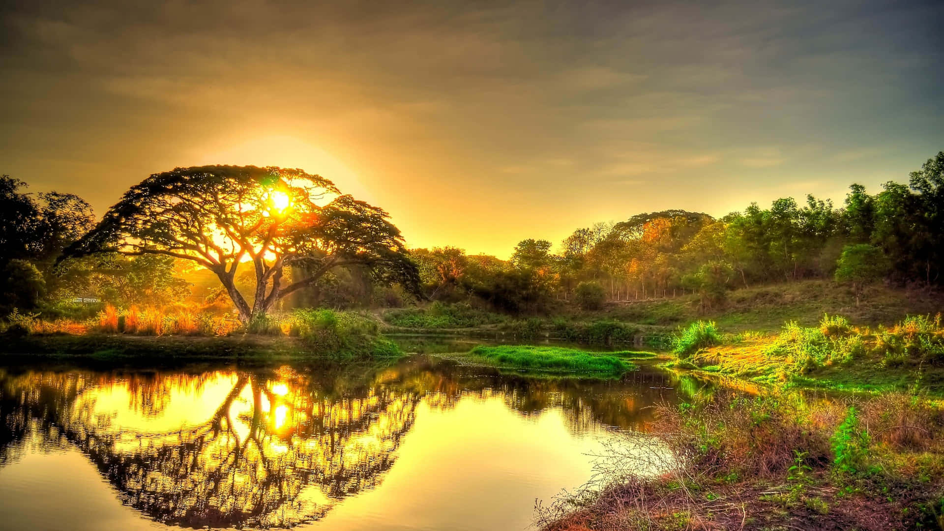 Feel The Magic Of Nature Background