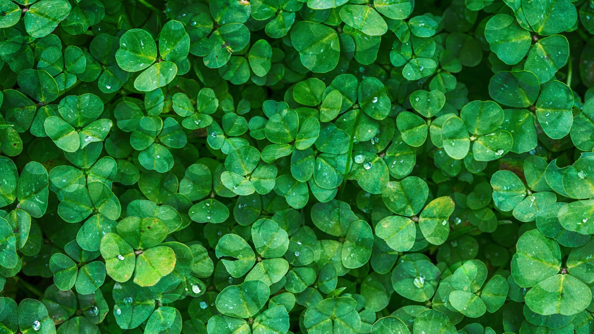 Feel The Magical Aura Of The Emerald Isle Background