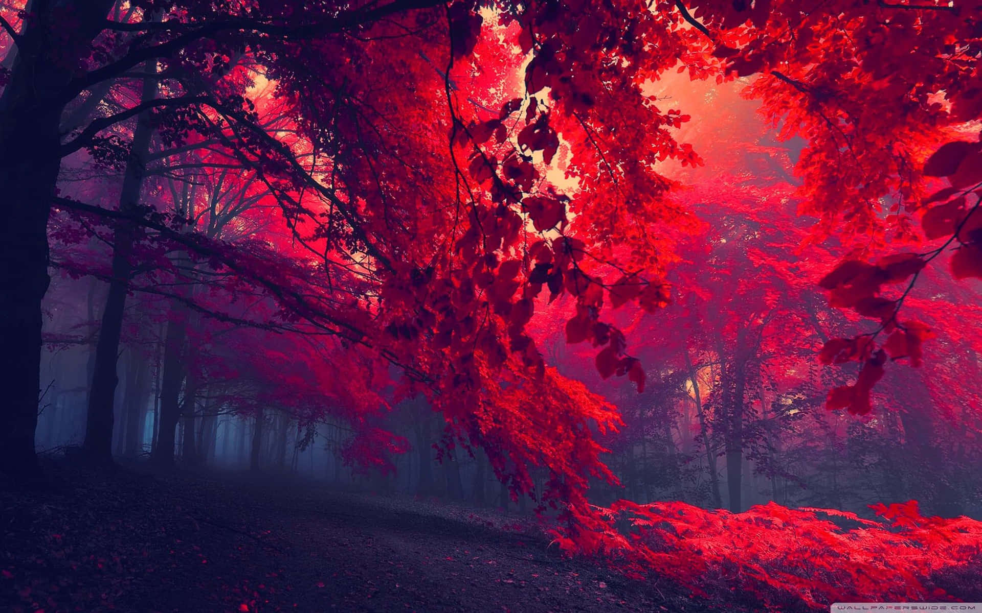Feel The Majesty Of The Red Forest