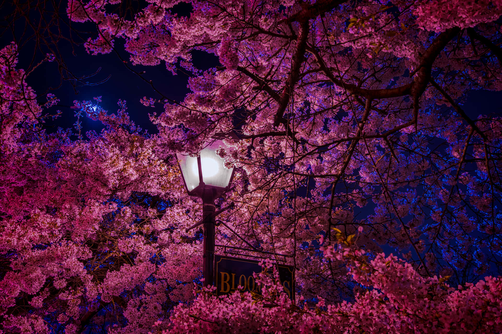 Feel The Night Breeze And Fall In Love With The Beauty Of A Cherry Blossom. Background