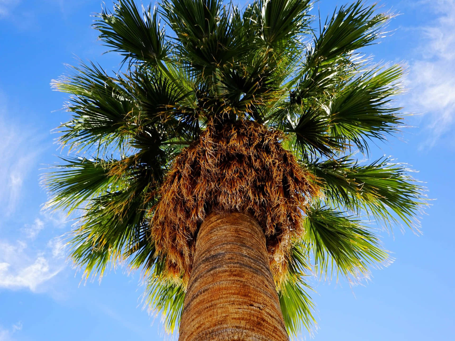 Feel The Peace Of The Exotic Ocean Breeze While Taking In The Beauty Of A Lone Aesthetic Palm Tree. Background