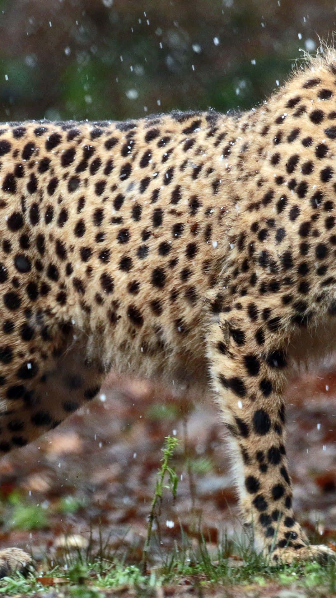 Feel The Power Of The Cheetah Iphone Background