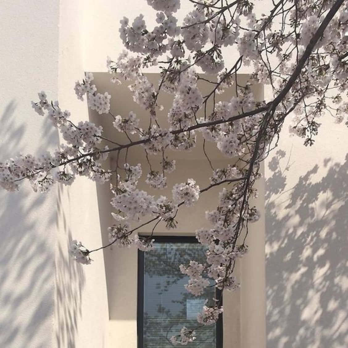 Feel The Purity Of Old Japan With The Japanese White Aesthetic. Background