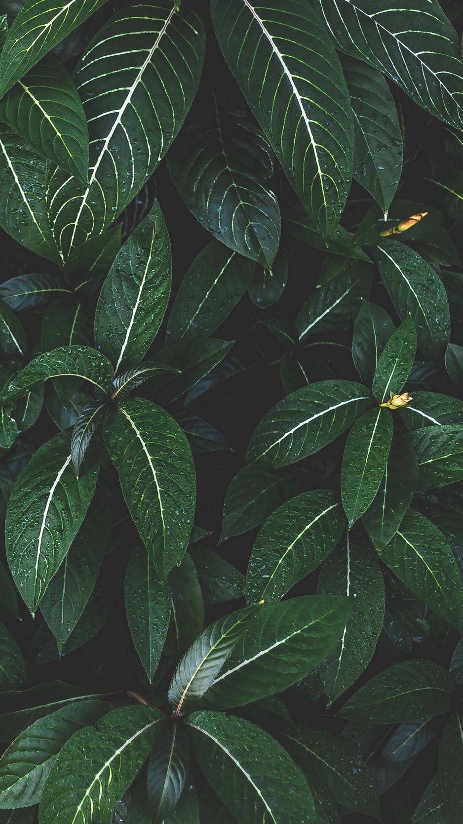 Feel The Serenity From Nature With The Plants Iphone Background