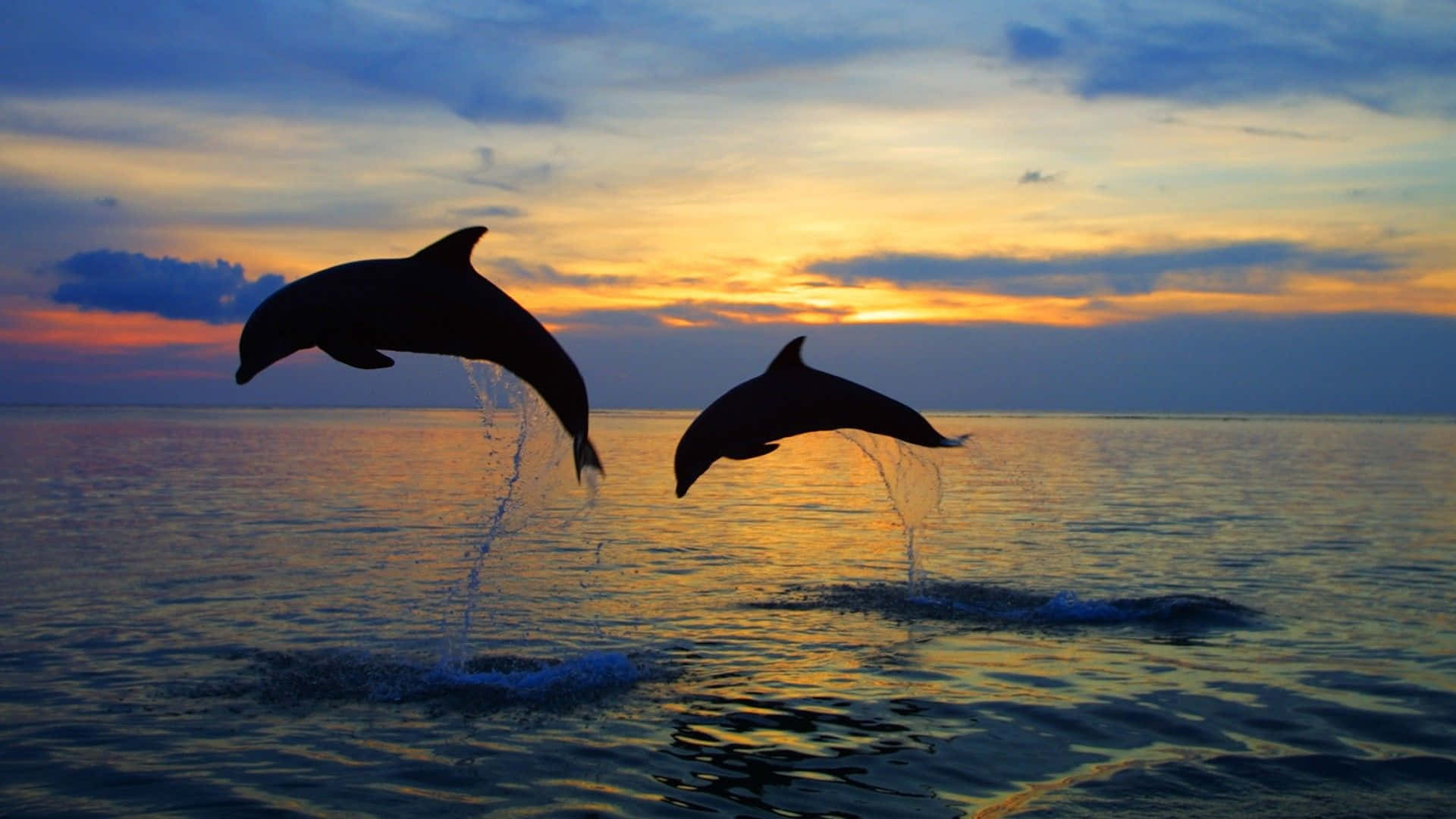 Feel The Summer Vibes With This Beautiful Dolphin Sunset Background