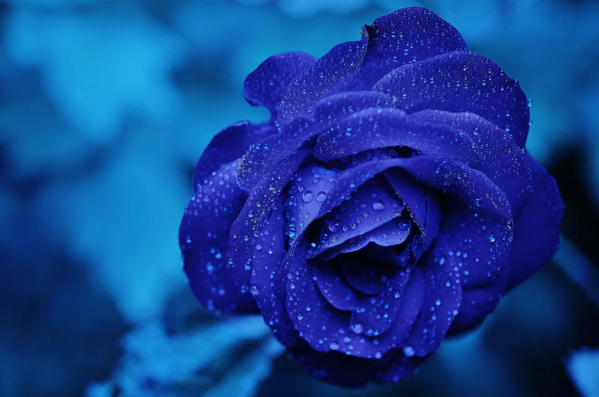 Feeling Blue? This Blue Rose Is Perfect For Any Occasion Background
