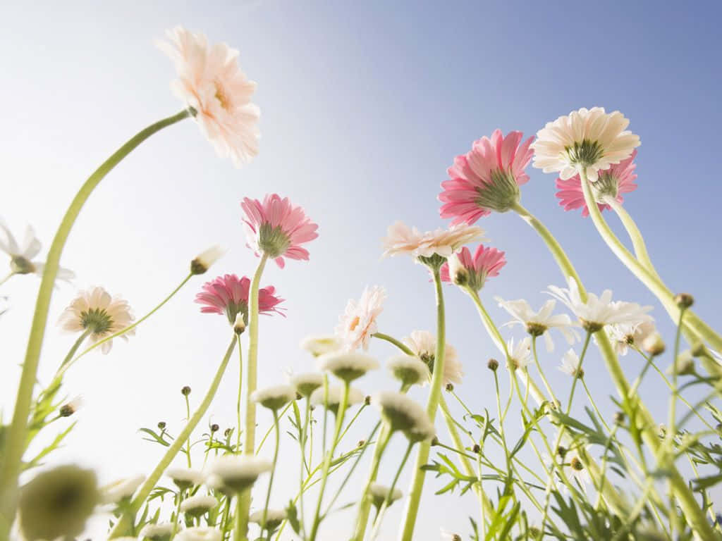 Feeling Cute And Blooming Bright Like This Flower! Background