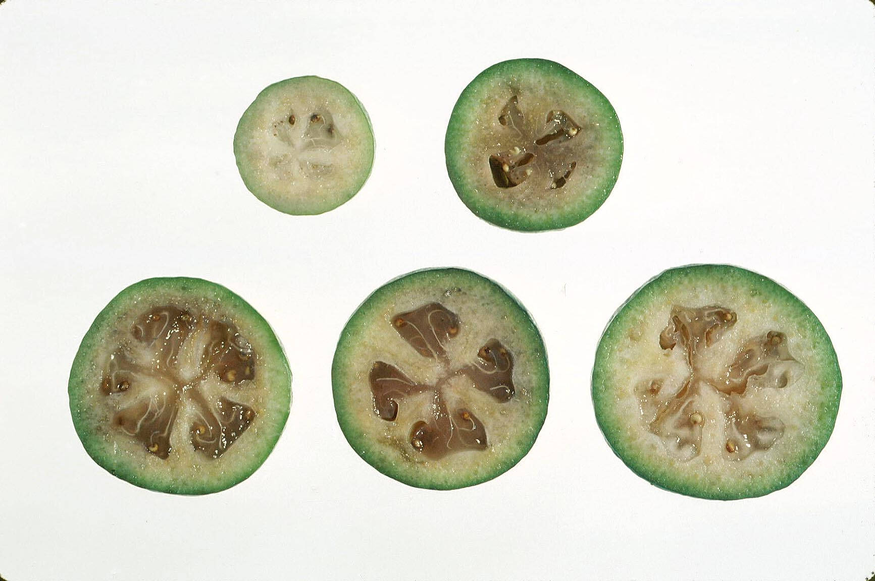 Feijoa Maturity: Cross-section