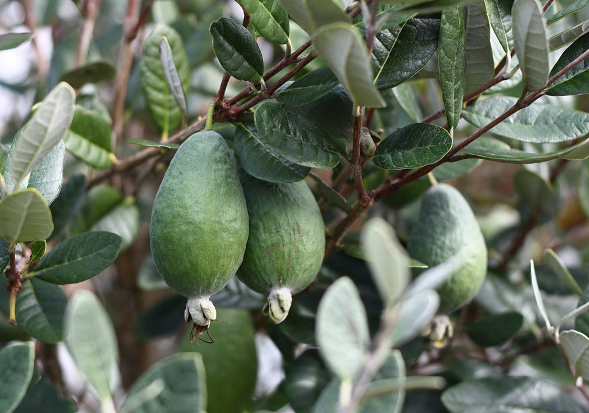 Feijoas Together On A Tree