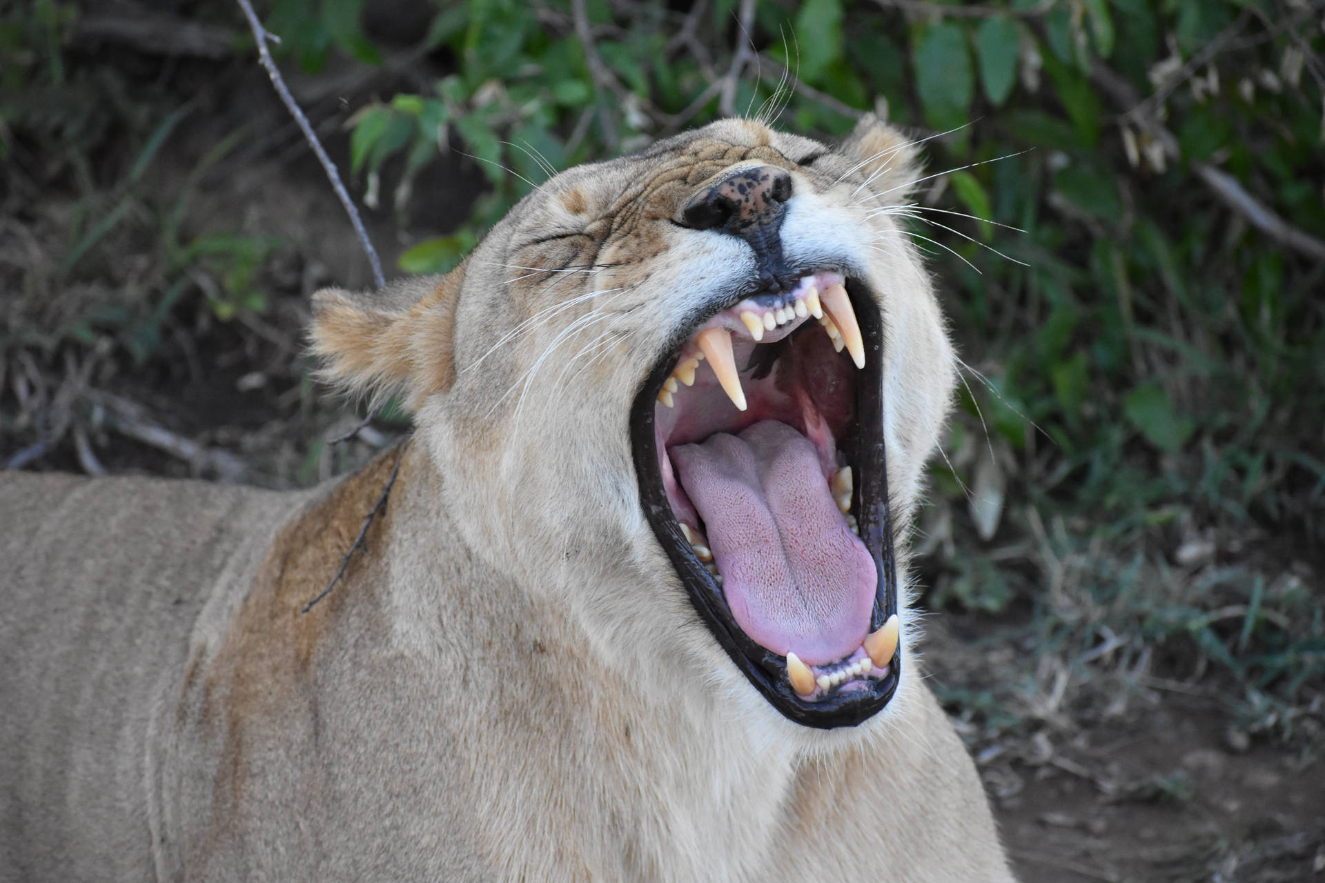 Female Angry Lion