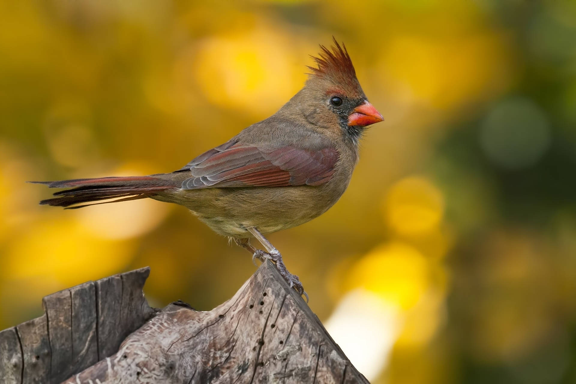 Female Cardinal Background