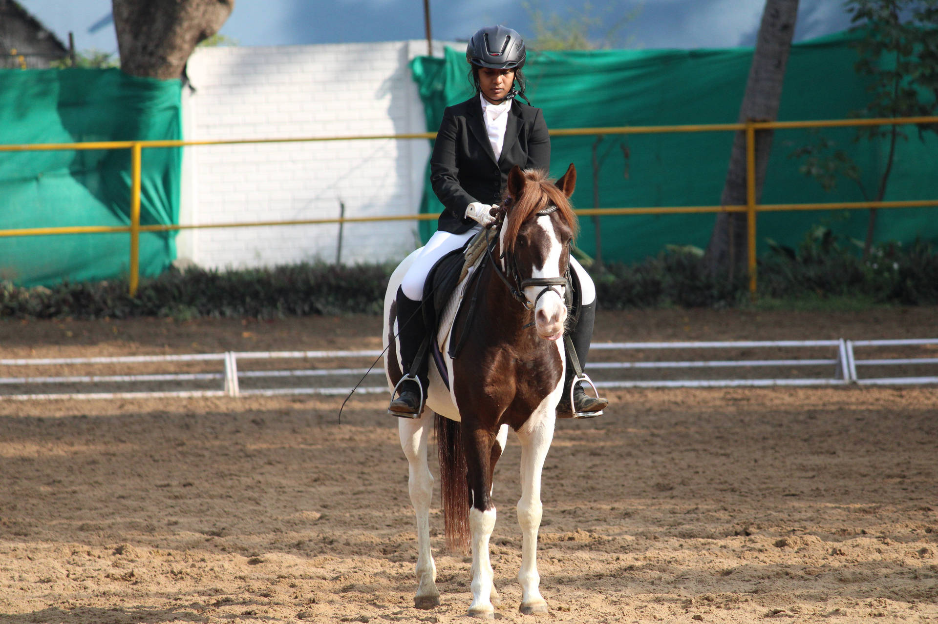 Female Equestrian Riding A Lewitz Horse Background