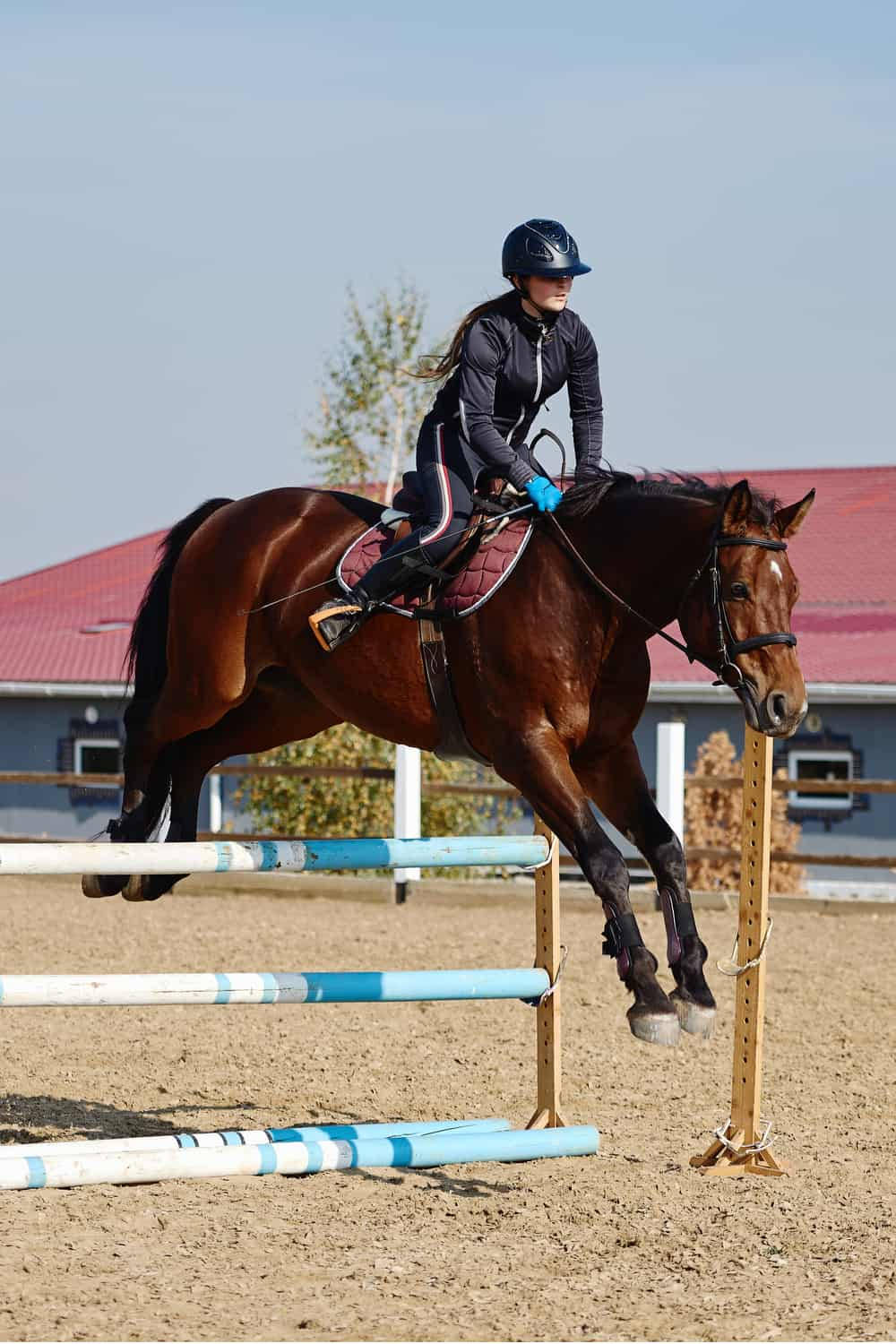 Female Equestrian Riding A Thoroughbred Horse Background