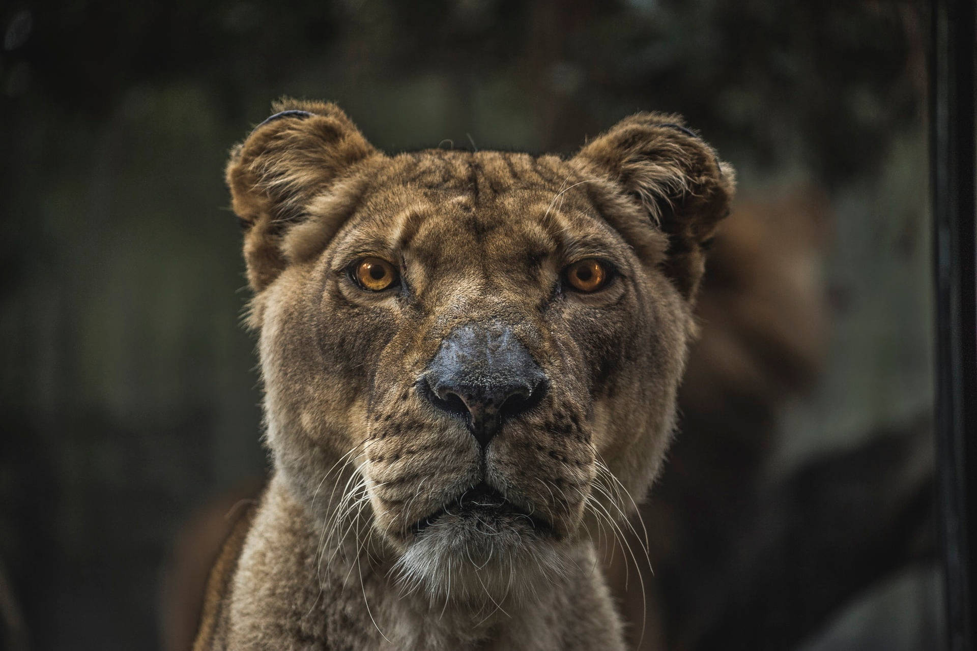 Female Lion Laptop Background