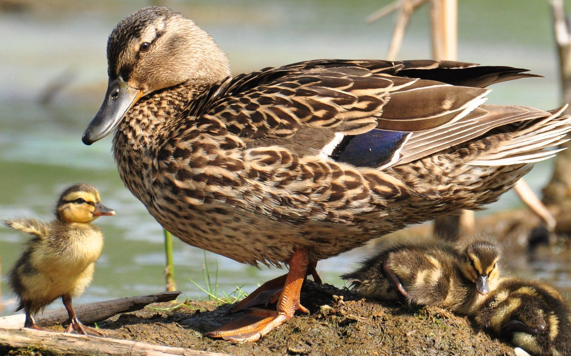 Female Mallard Duck Background