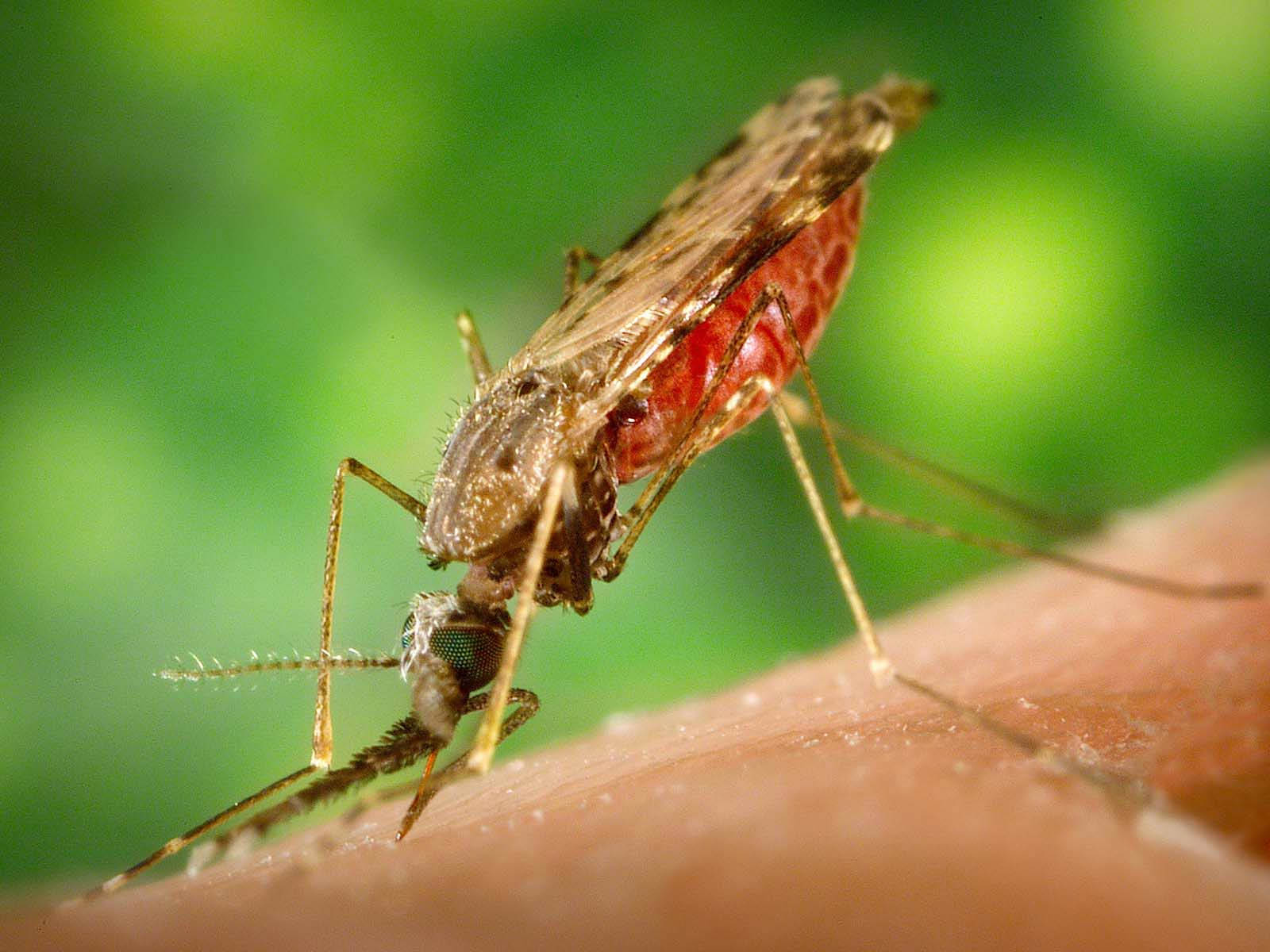 Female Marsh Mosquito Background