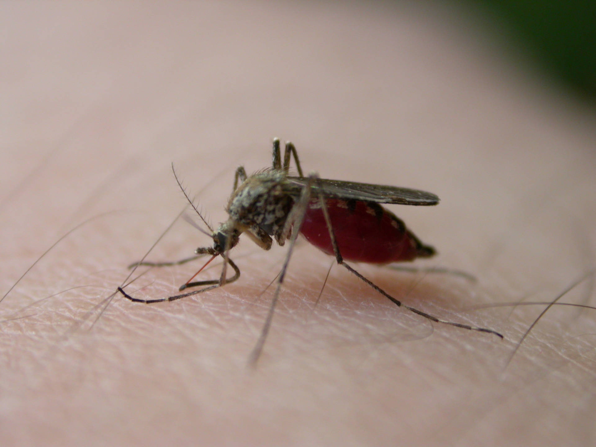 Female Mosquito Feeding On Blood Background