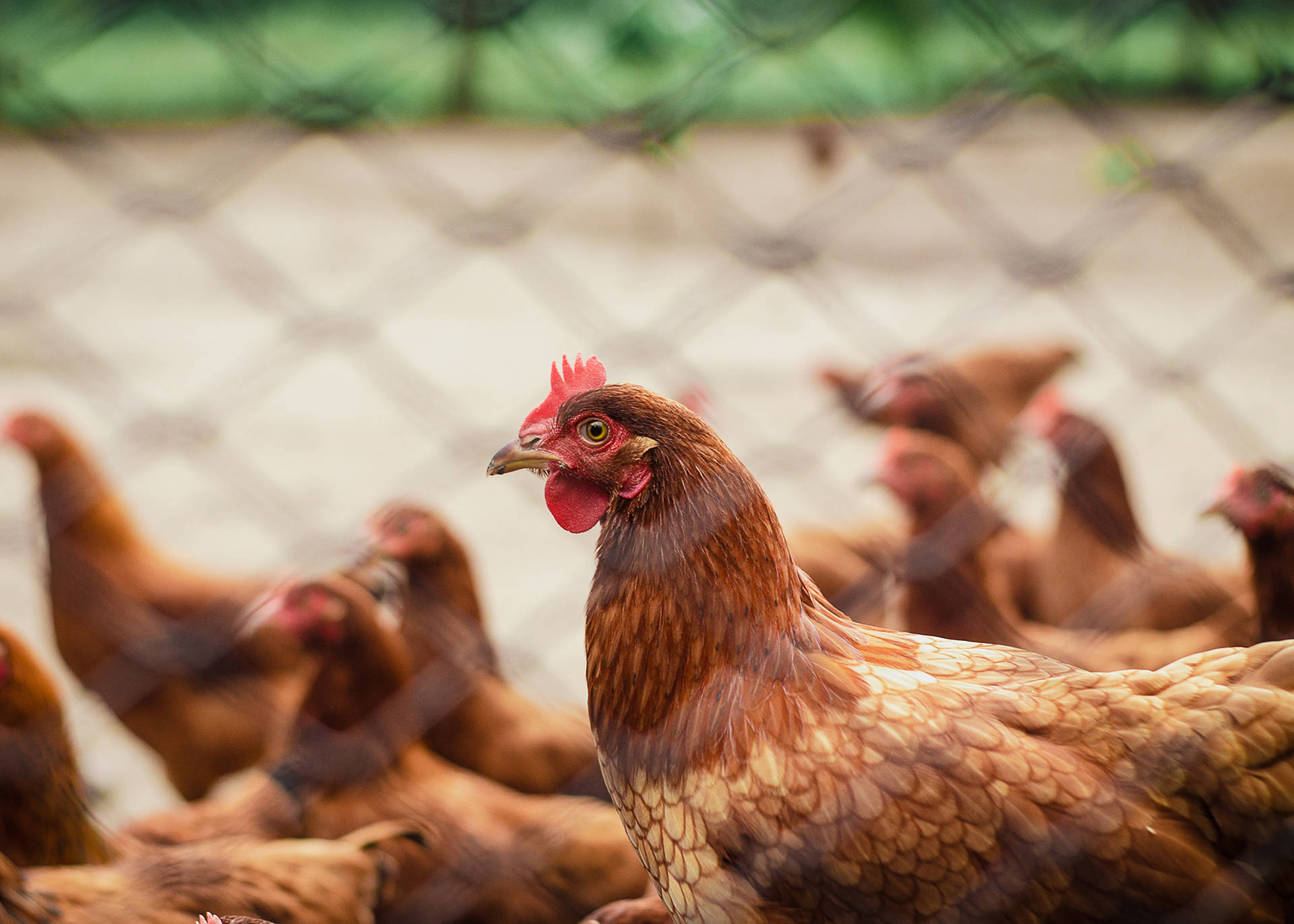 Fence Hen Background