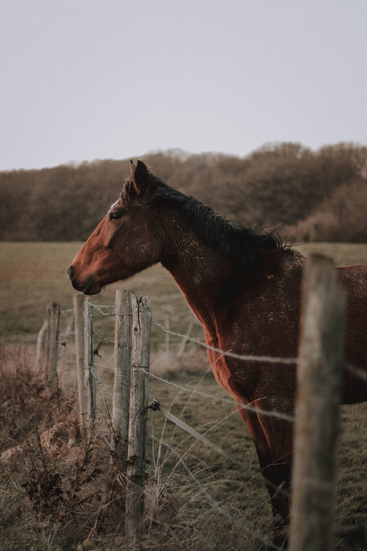 Fenced Horse Iphone Background