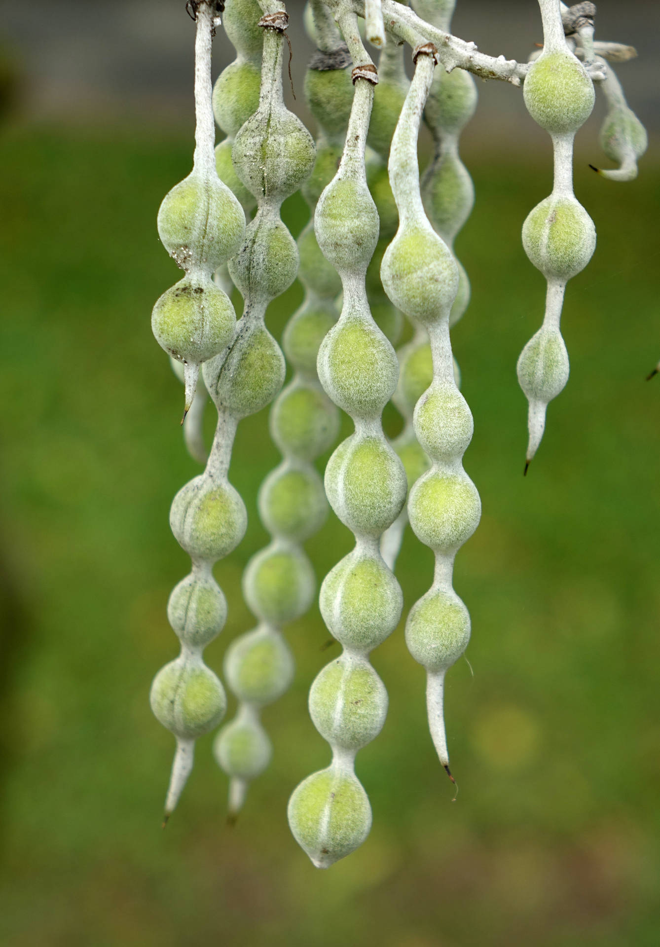 Fenugreek Plant Pods