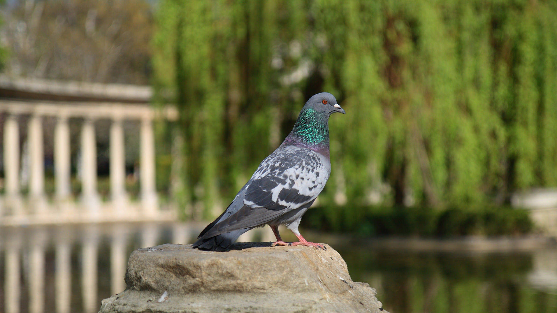 Feral Pigeon Standing On Rock Background