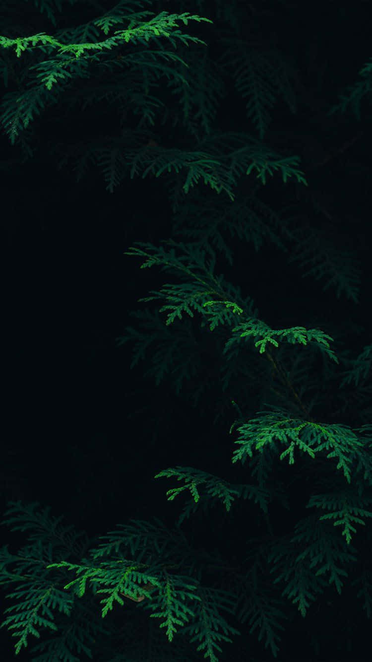 Fern Leaves Dark Green Iphone
